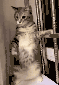 Original moving GIF before tracking